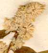 Celosia margaritacea L., inflorescens x5