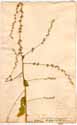 Celosia trigyna L., framsida