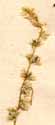 Celosia trigyna L., blomställning x6