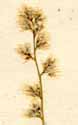 Celosia trigyna L., blomställning x6