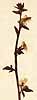 Celsia orientalis L., inflorescens x4