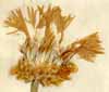 Centaurea sibirica L., flower x5