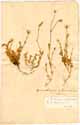 Cerastium alpinum L., front