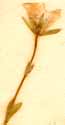 Cerastium alpinum L., blomma x8