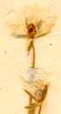 Cerastium alpinum L., blomma x8