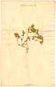 Cerastium dichotomum L., framsida