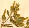 Cerastium dichotomum L., närbild x6