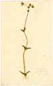 Cerastium perfoliatum L., front