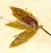 Cerastium perfoliatum L., flower x8