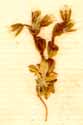 Cerastium semidecandrum L., närbild x8