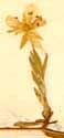 Cerastium strictum L., flower x8