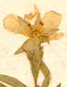 Cerastium strictum L., blomma x8