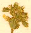 Cerastium viscosum L., blomställning x8