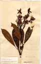 Cerbera manghas L., framsida