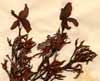 Cerbera manghas L., blomställning x2