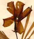Cerbera thevetia L., blomma x4