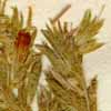 Cerinthe echioides L., inflorescens x8