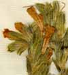 Cerinthe echioides L., inflorescens x8