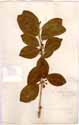 Cestrum macrophyllum Vent., framsida