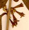 Cestrum macrophyllum Vent., blomställning x6