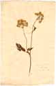 Chaerophyllum hirsutum L., front