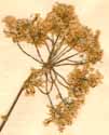 Chaerophyllum hirsutum L., blomställning x6