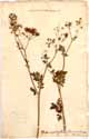 Chaerophyllum temulum L., framsida