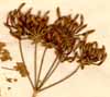 Chaerophyllum temulum L., fruits x6