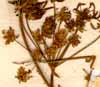 Chaerophyllum temulum L., blommor x8