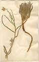 Cheiranthus sinatus L., framsida