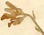 Cheiranthus sinatus L., inflorescens x8