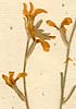Cheiranthus tristis L., blomställning x8