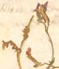 Cheiranthus trilobus L., blomställning x8