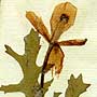 Chelidonium corniculatum L., inflorescens x5