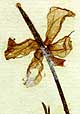 Chelidonium hybridum L., blomställning x8
