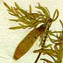 Chelidonium hybridum L., inflorescens x8