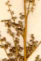 Chenopodium album L., inflorescens x8
