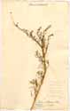 Chenopodium altissimum L., front