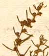 Chenopodium altissimum L., blomställning x8