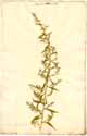Chenopodium ambrosioides L., front