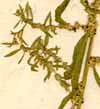 Chenopodium ambrosioides L., blomställning x8