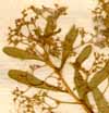 Chenopodium aristatum L., blomställning x8