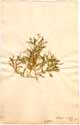 Chenopodium aristatum L., front