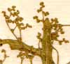Chenopodium aristatum L., blomställning x8