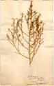 Chenopodium aristatum L., framsida
