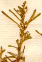 Chenopodium aristatum L., inflorescens x8