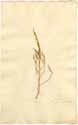 Chenopodium aristatum L., front