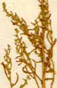 Chenopodium aristatum L., inflorescens x8
