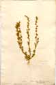 Chenopodium botrys L., front