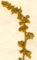 Chenopodium botrys L., blomställning x8